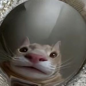 Meet your Posher, Pia